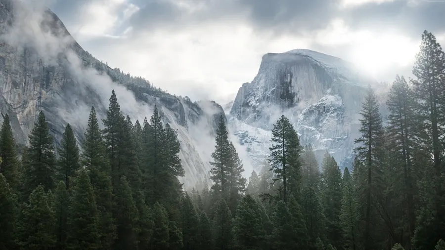 Forest Background
