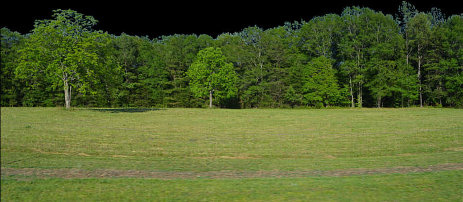 Transparent Forest Clipart Backgrounds - Transparent Background Forest Png, Png Download