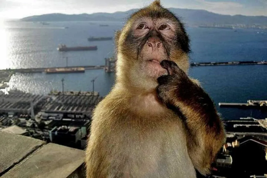 Curious Monkey Meme