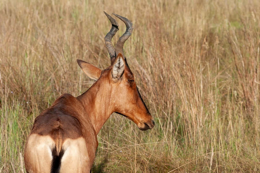 Savanna di Hartebeest