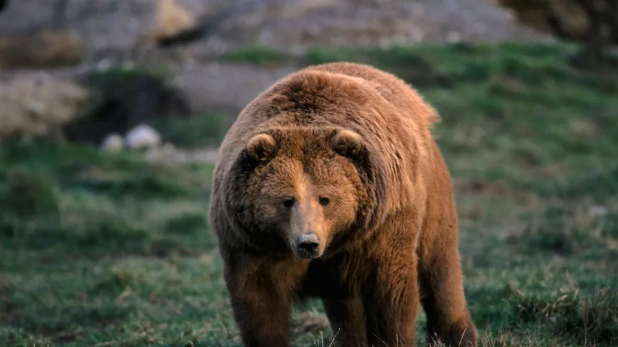 Bear Background
