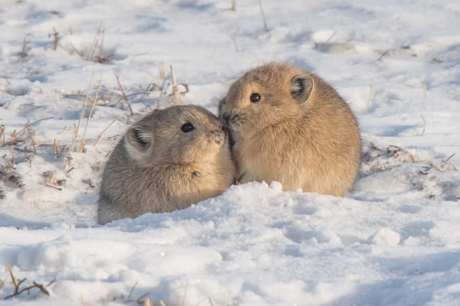 Pika in Inverno con Neve