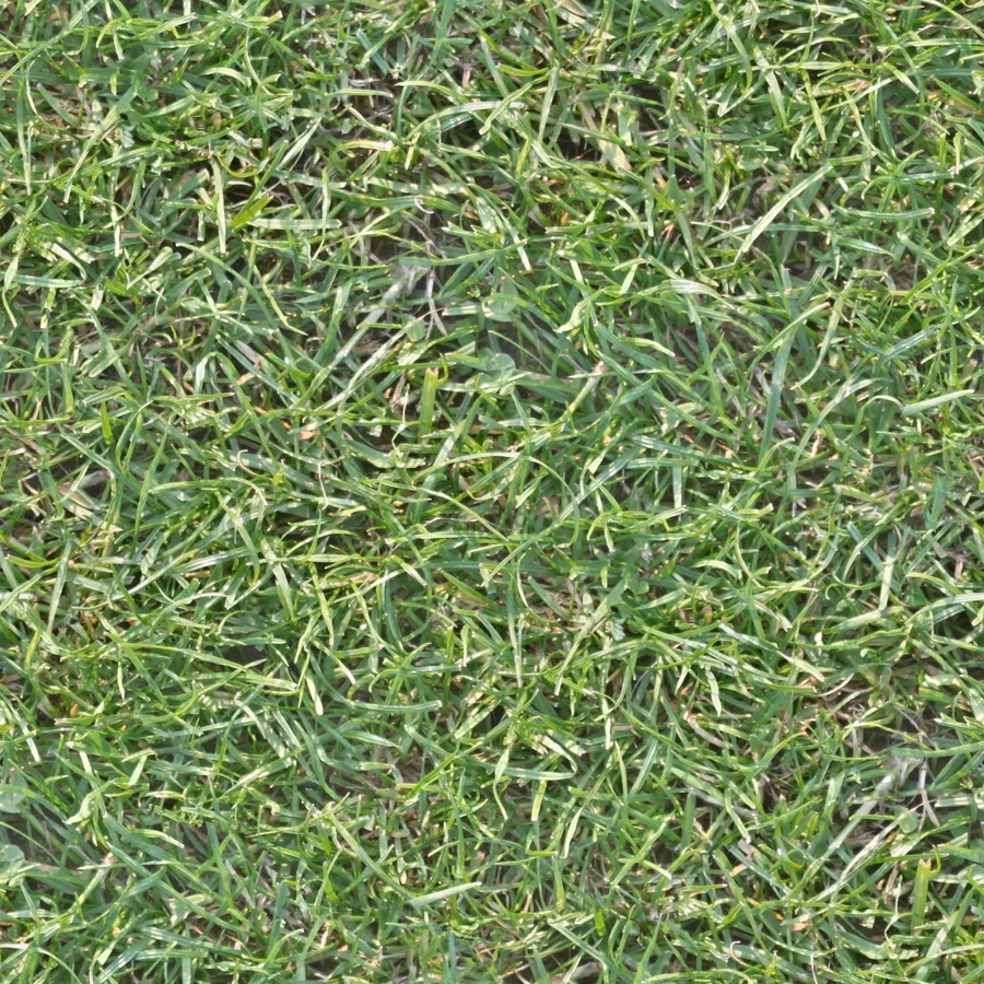 Grass Texture Pictures