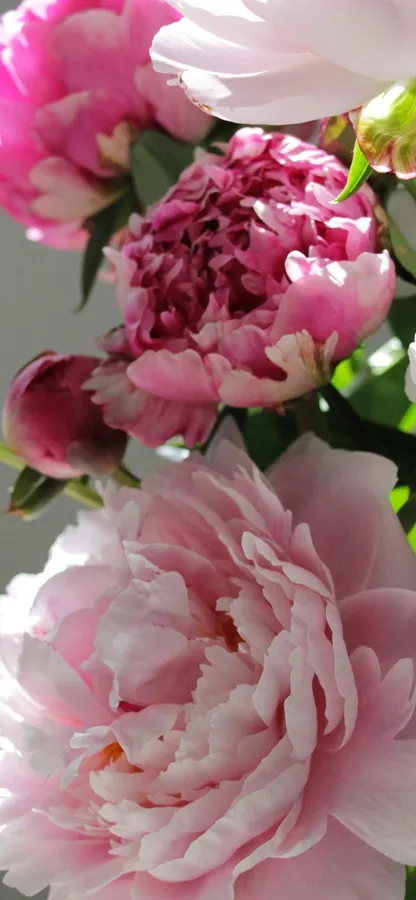 Peony Iphone