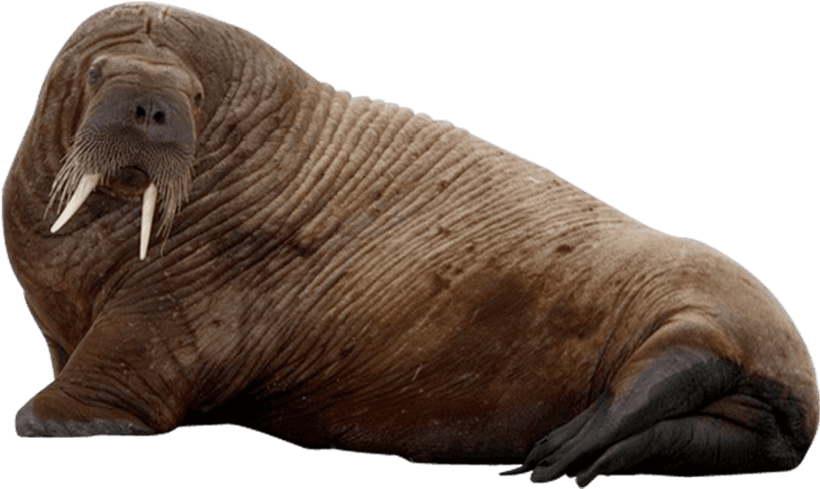 Walrus Restingon Side.png
