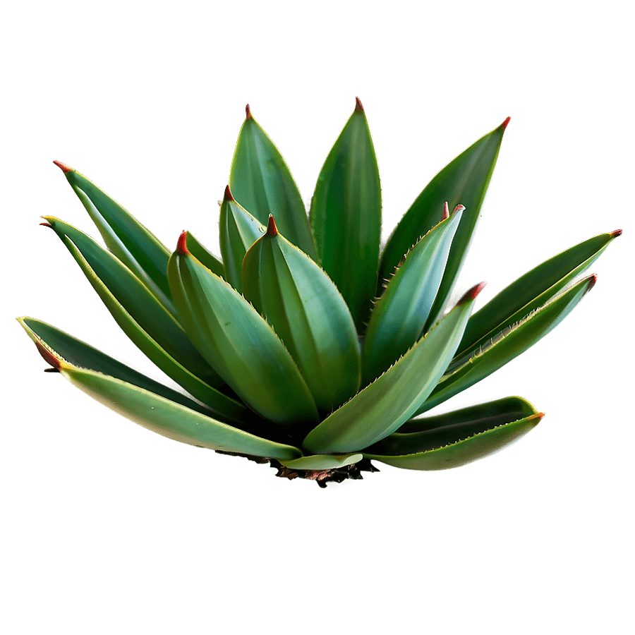 Century Plant Agave PNG 06282024