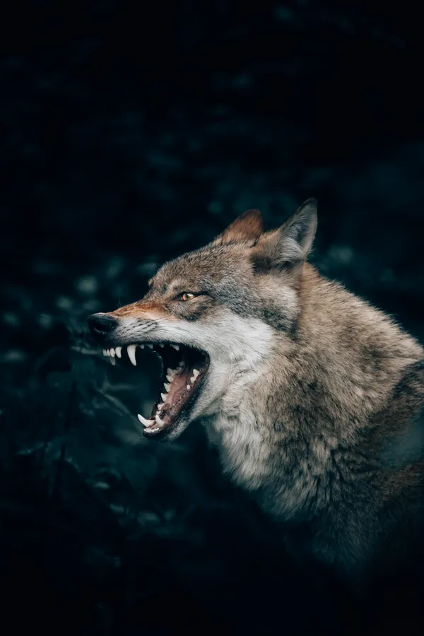 Wolf Aesthetic