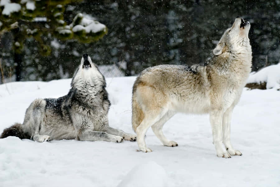 Vargi vinter 1920 x 1285 bakgrundsbild