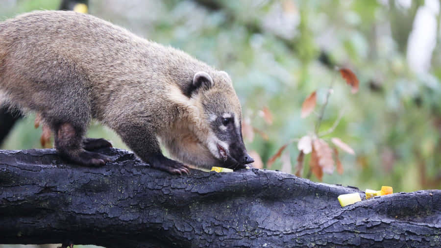 Coati auf einem Ast, der Obst isst