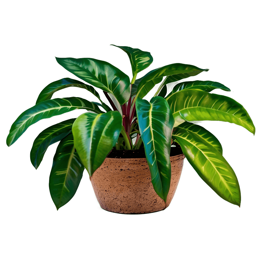 Natural Floor Plant PNG 95