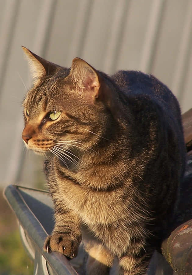 NapoleonCat 700 x 1000 tapet