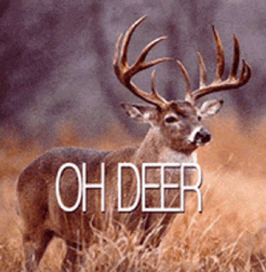 Majestic Deer in Natural Landscape