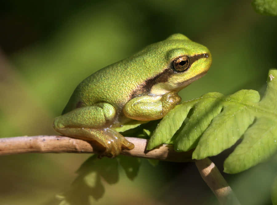 Grøn Træ Frø Hviler På Gren