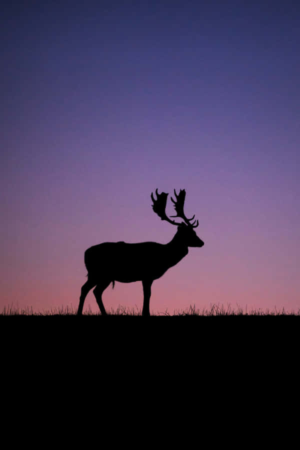 Silhueta de Cervo ao Crepúsculo
