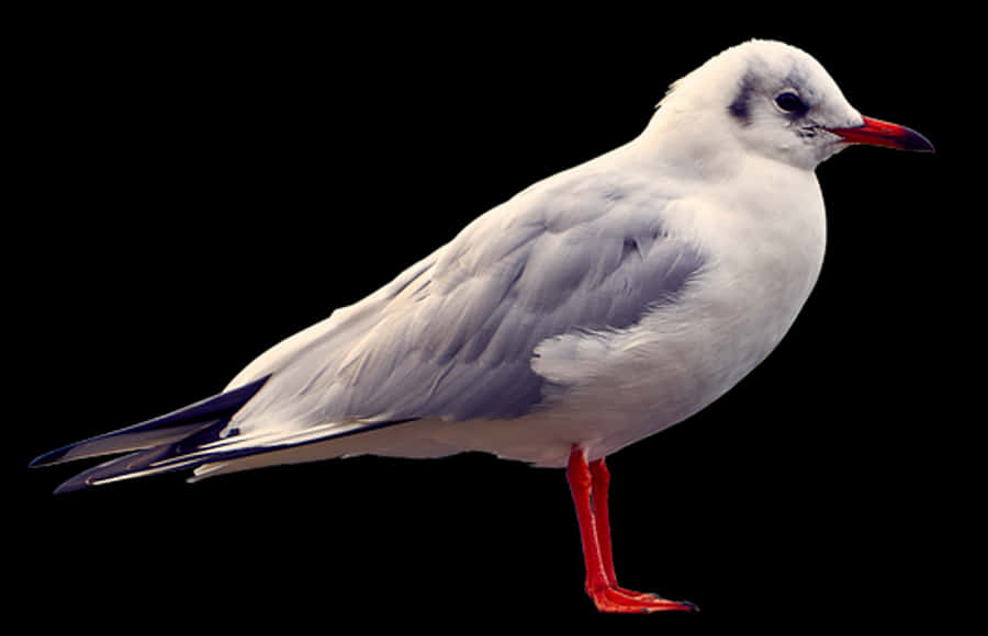 Elegant Seagull Black Background