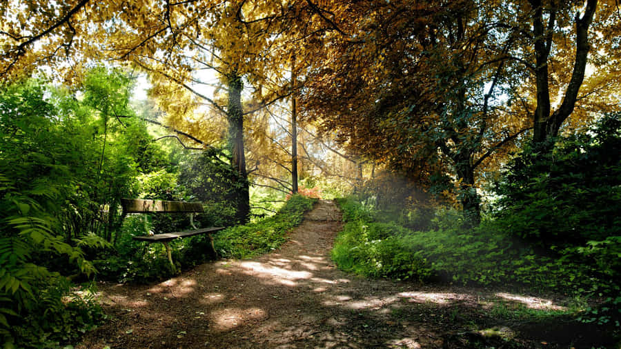 Entdeckedie Natur in voller Farbenpracht mit diesem atemberaubenden Bild von tiefgrünem Wald.