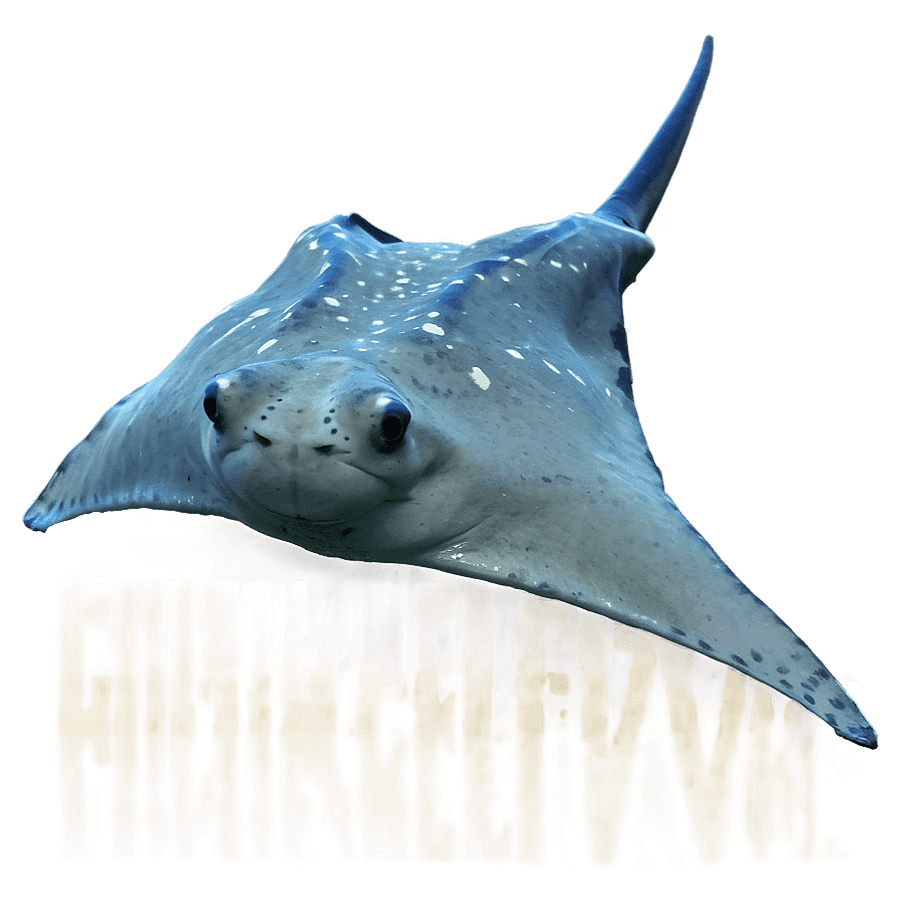 Playful Stingray PNG 95