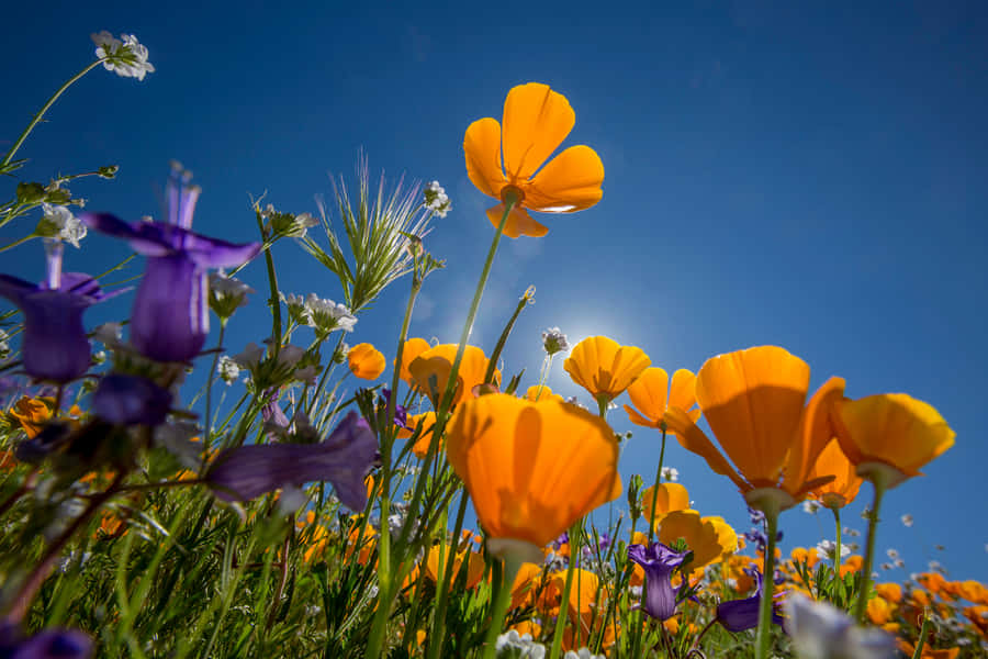 Blomstrendeblomster 3500 x 2333 baggrundsbillede.