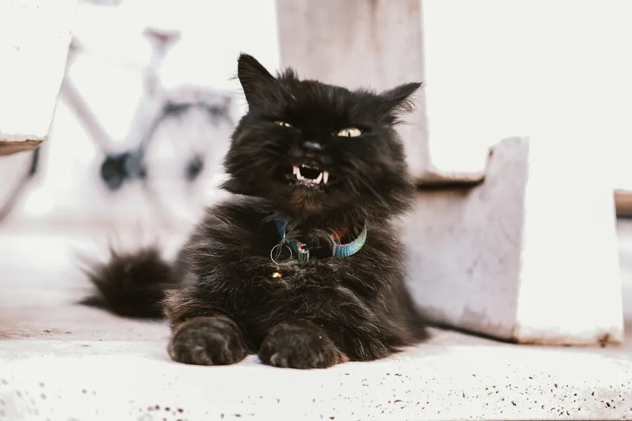 Grumpy Cat pictures