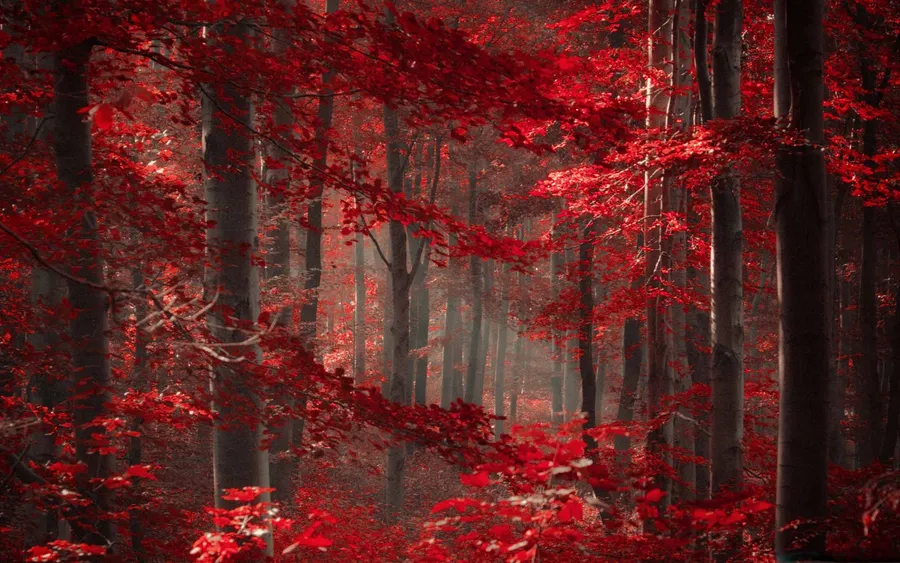 Magical Forest