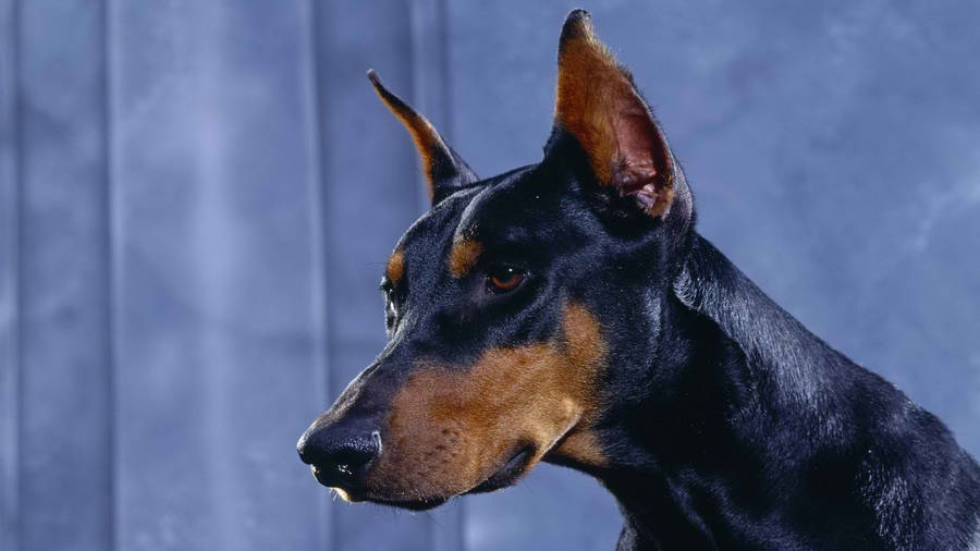DobermanPinscher com olhos ferozes.