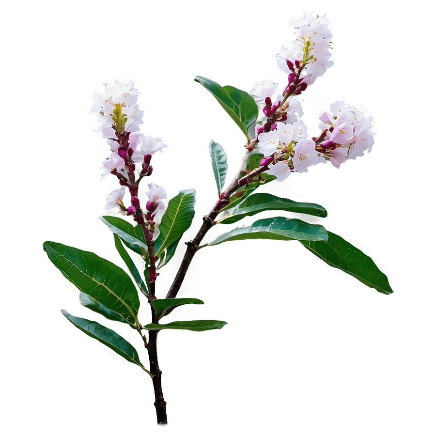 Single Crepe Myrtle Flower PNG 71