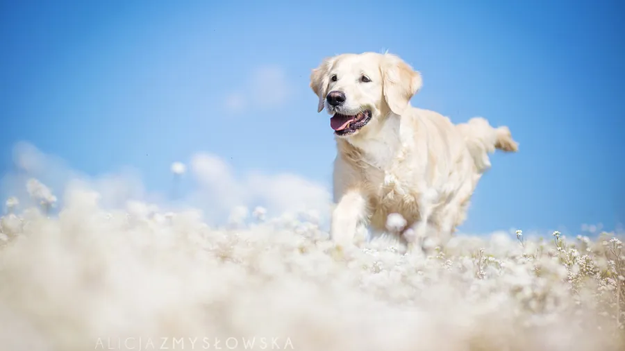 Labrador background