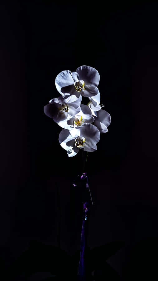 Orchideenim Dunkeln