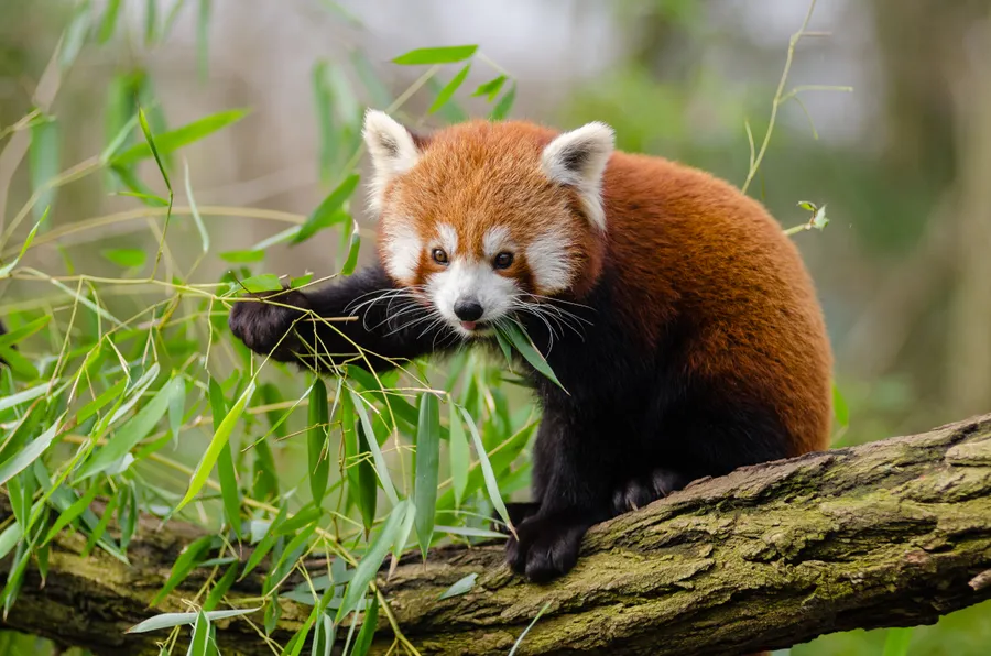 Red Panda pictures