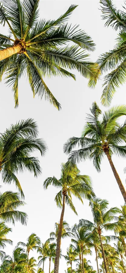 Iphone 12 Pro background