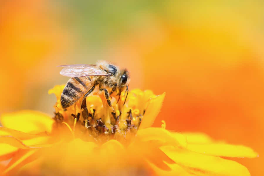 Abelha Mineradora em Flor Laranja