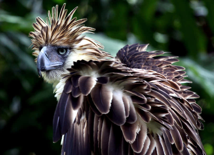 Perfil Majestoso da Águia das Filipinas