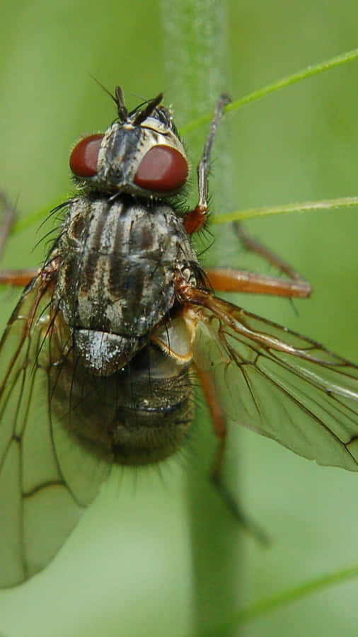 Close de Mosca Doméstica em Fundo Verde