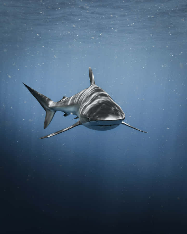 "MegalodonteNadando Submerso com Bolhas de Ar Imagem"