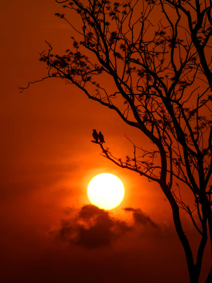 Silhouettedi albero spoglio al tramonto, graziosa immagine della natura