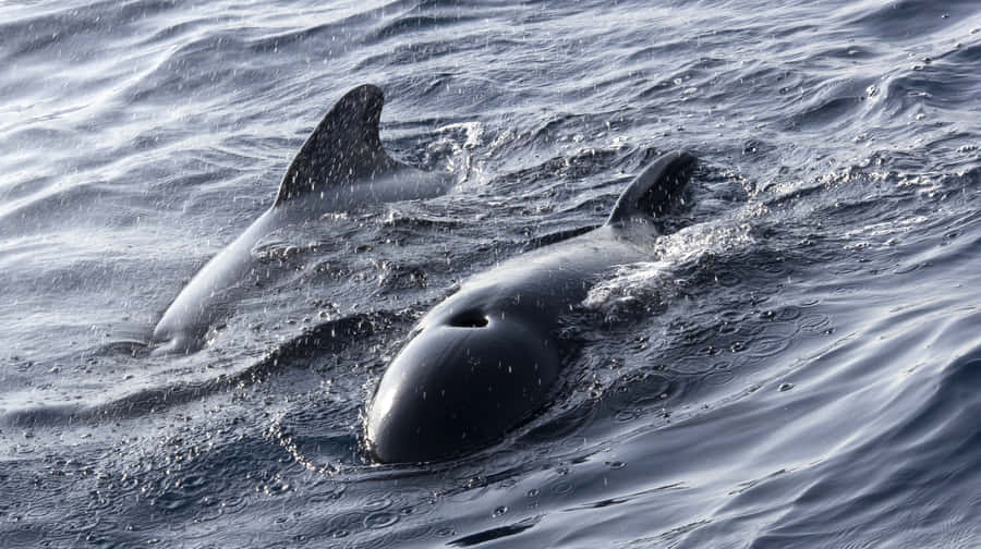 Balene Pilota Che Scivolano Nell'Acqua