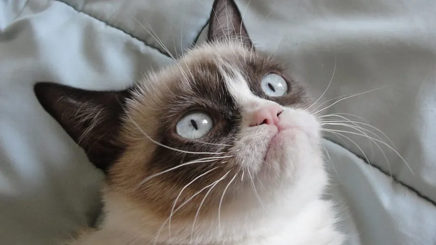 Grumpy Cat background
