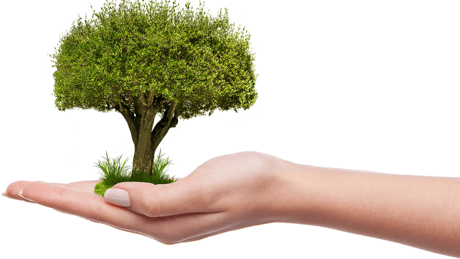 Hand Holding Tree Concept.png