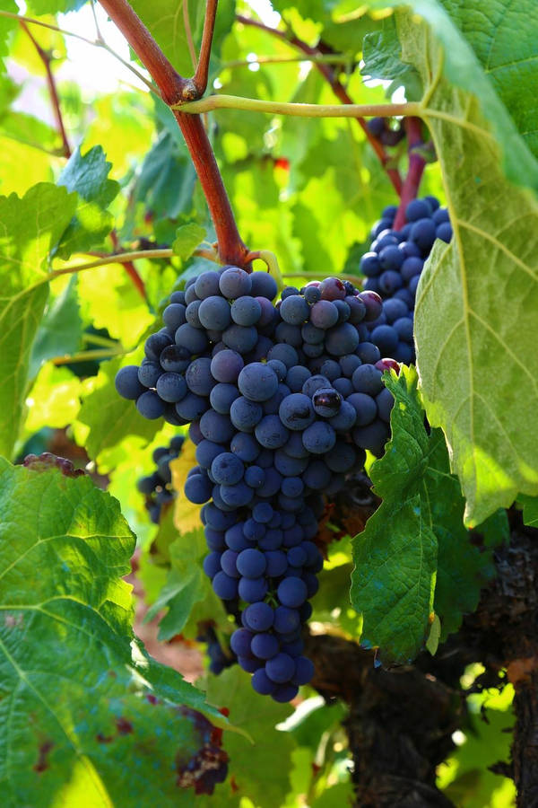 Grappolodi uve Pinot Noir mature