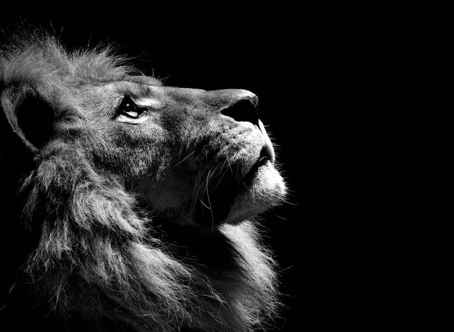Billedprofil Dyreplante Lion Portræt