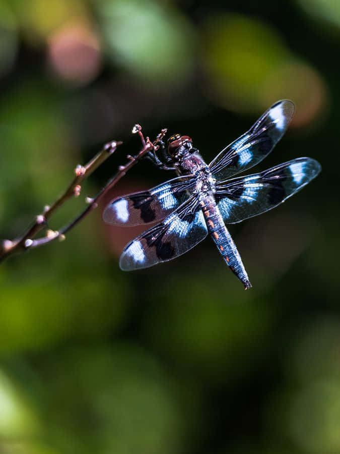 Derglänzende blaue Libelle