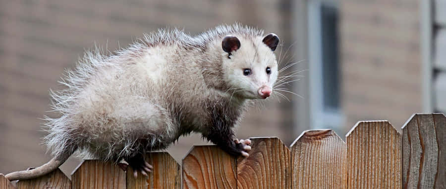 angry opossum | Stock Video | Pond5