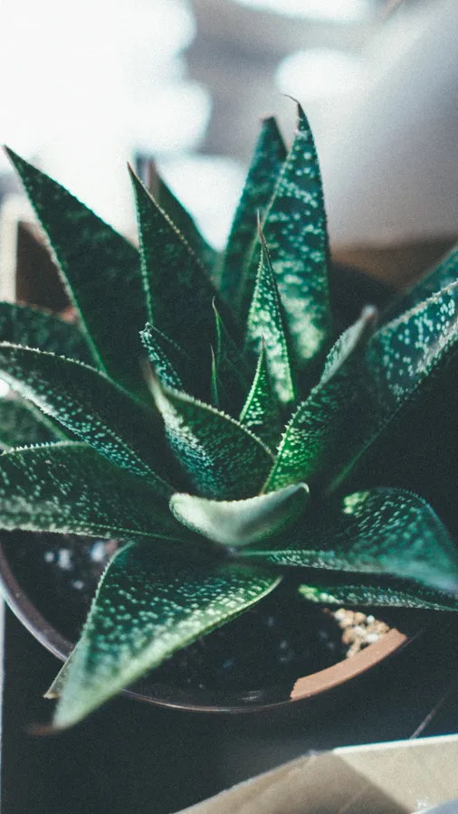 Succulent Iphone