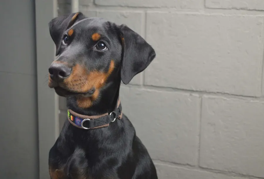 Doberman pictures