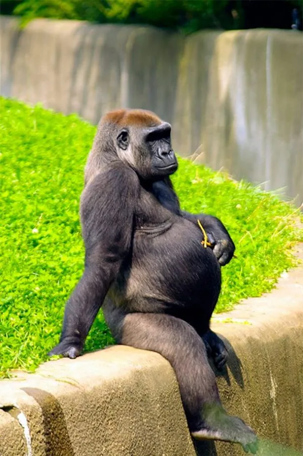 Pixel 3 Gorilla Background