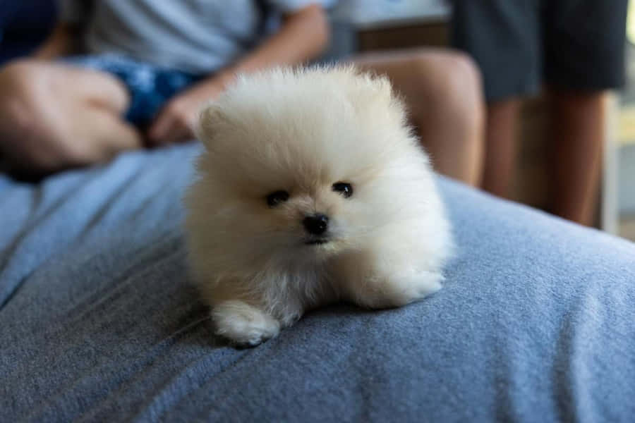 KleineHundefotos