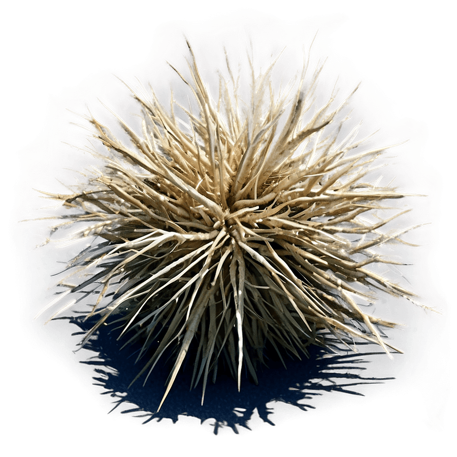 Western Desert Tumbleweed PNG erj