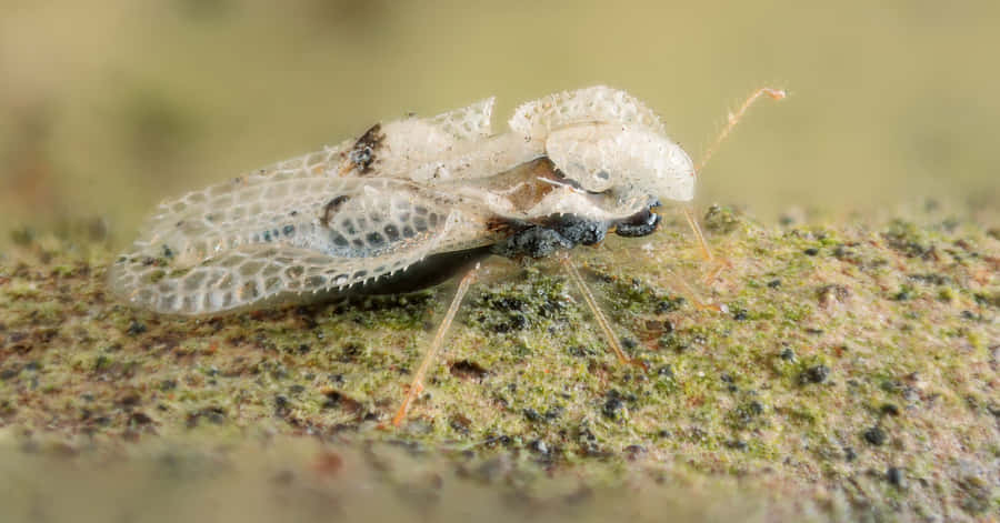 Lace Bug auf Blattoberfläche