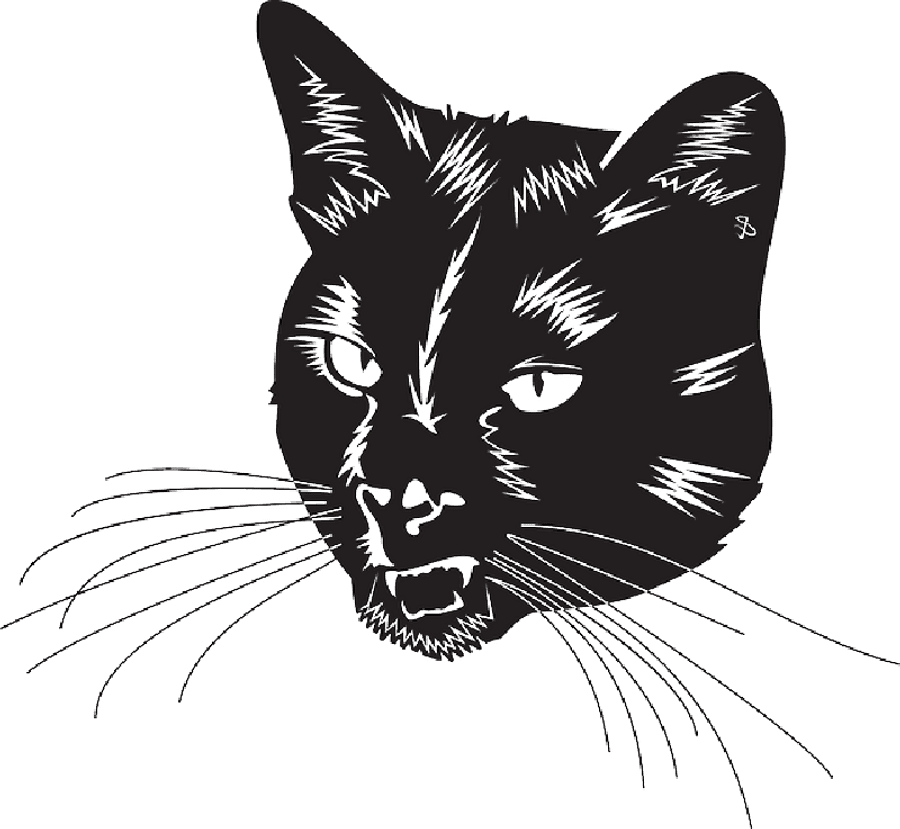 Intense Black Cat Illustration