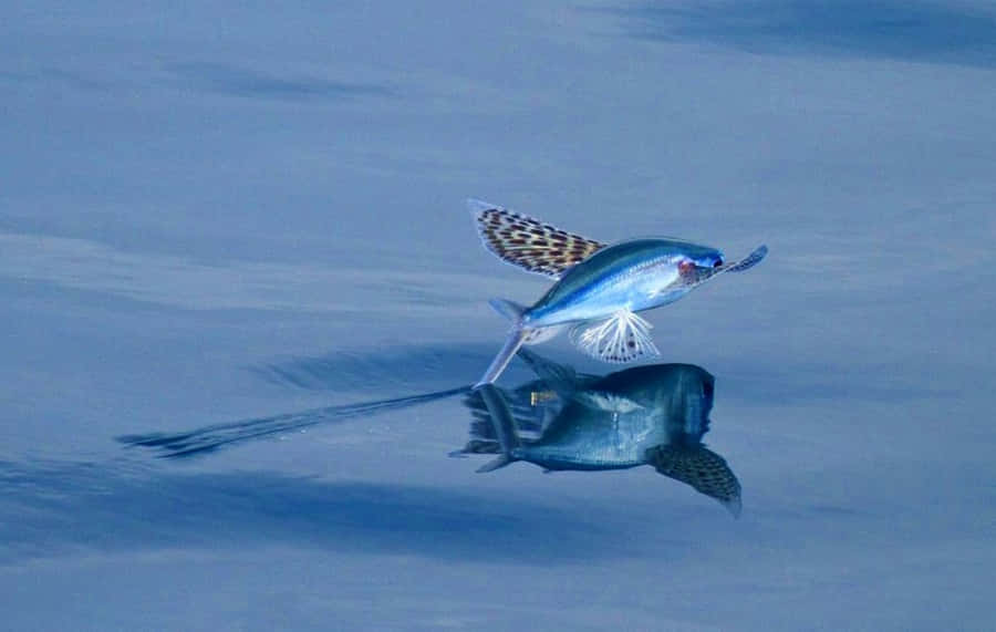 Pesce Volante che Sorvola l'Acqua